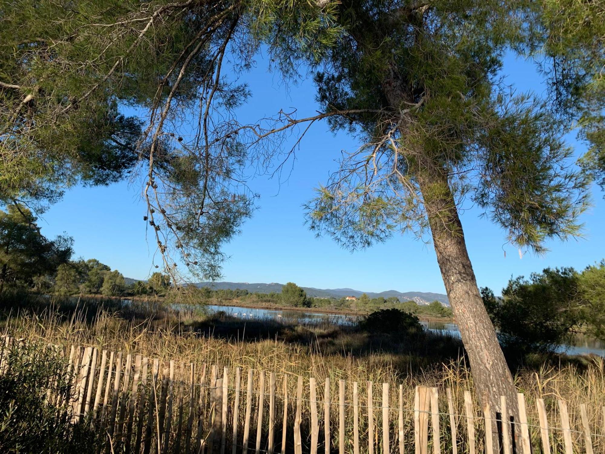 Joli Studio Tres Clair A Proximite Mer Pour 3 Personnes La Londe-les-Maures Eksteriør billede